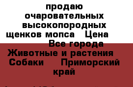 продаю очаровательных высокопородных щенков мопса › Цена ­ 20 000 - Все города Животные и растения » Собаки   . Приморский край